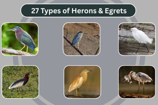27 Types of Herons & Egrets