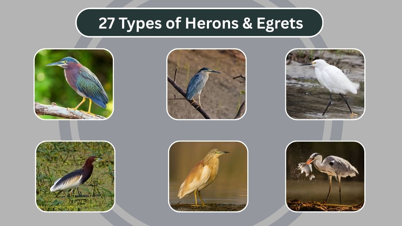 27 Types of Herons & Egrets