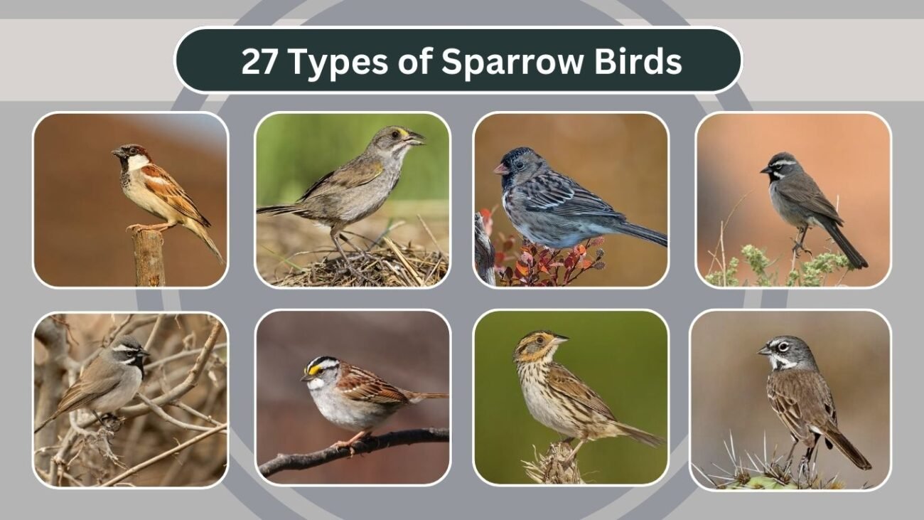 27 Types Of Sparrow Birds Identification With Pictures 27 Types Of Sparrow Birds Identification With Pictures