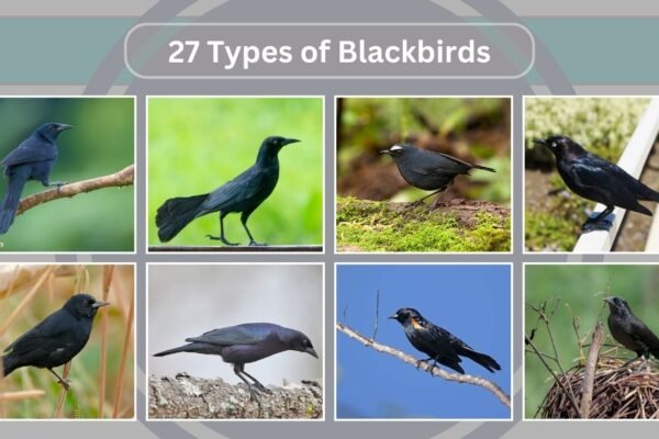 27 Types of Blackbirds