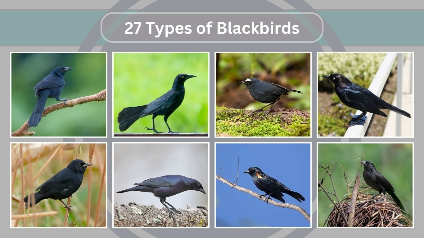 27 Types of Blackbirds