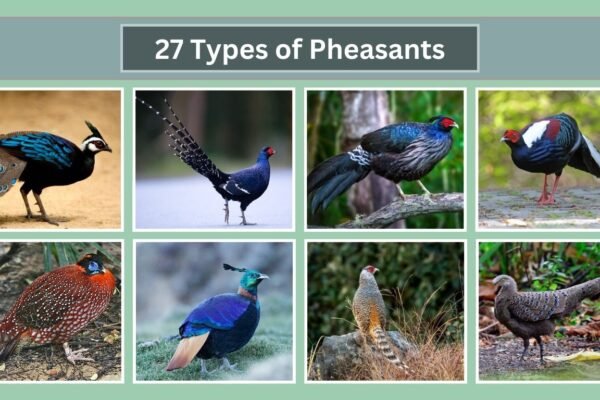27 Types of Pheasants