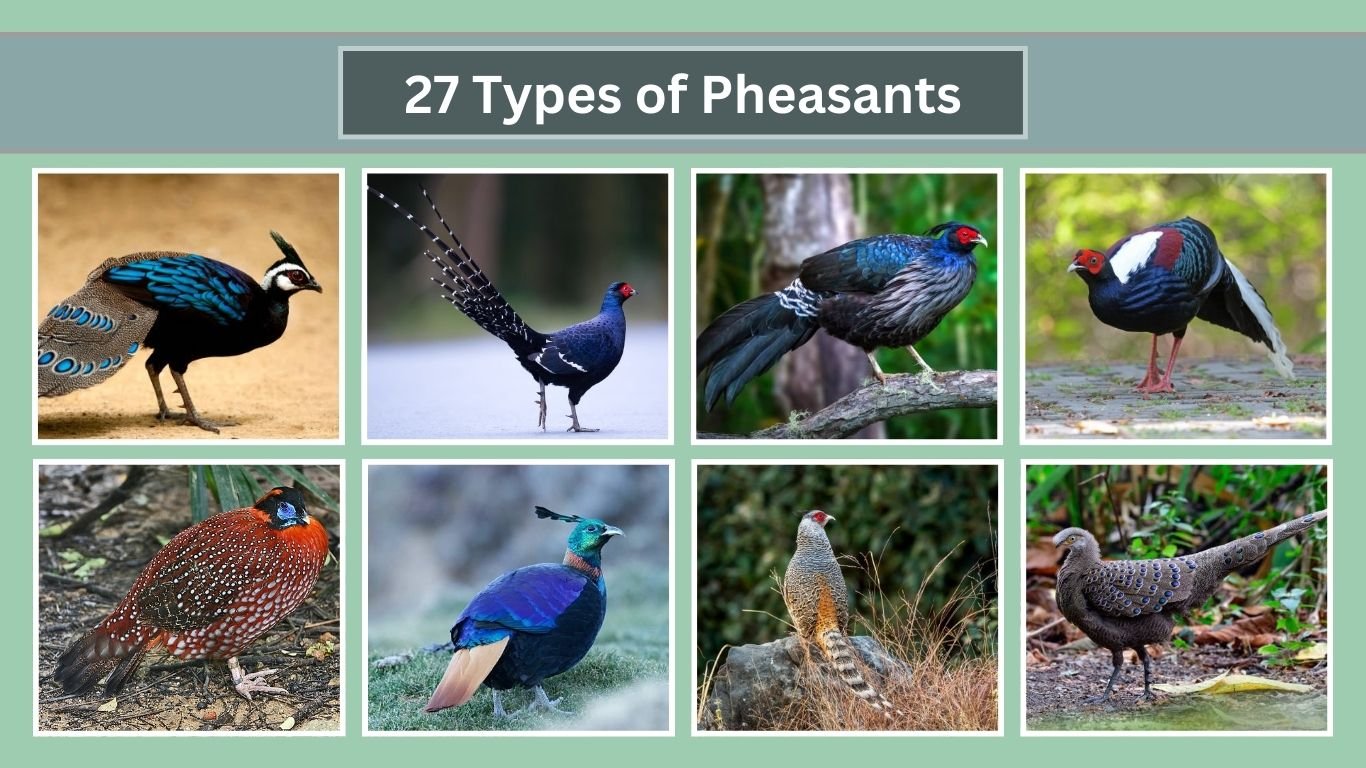 27 Types of Pheasants