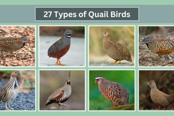 27 Types of Quail Birds
