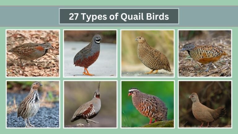 27 Types of Quail Birds