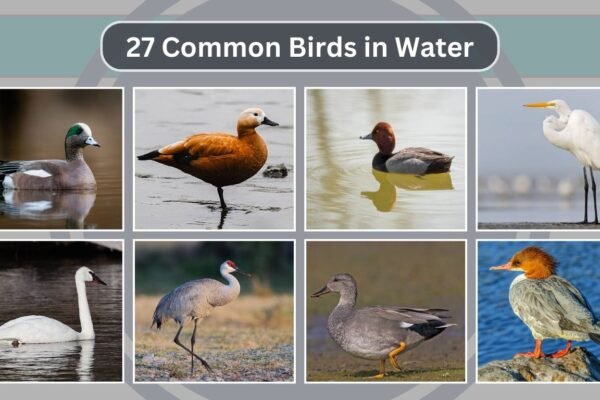 27 Common Birds in Water