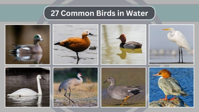 27 Common Birds in Water