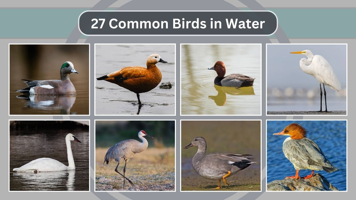 27 Common Birds in Water