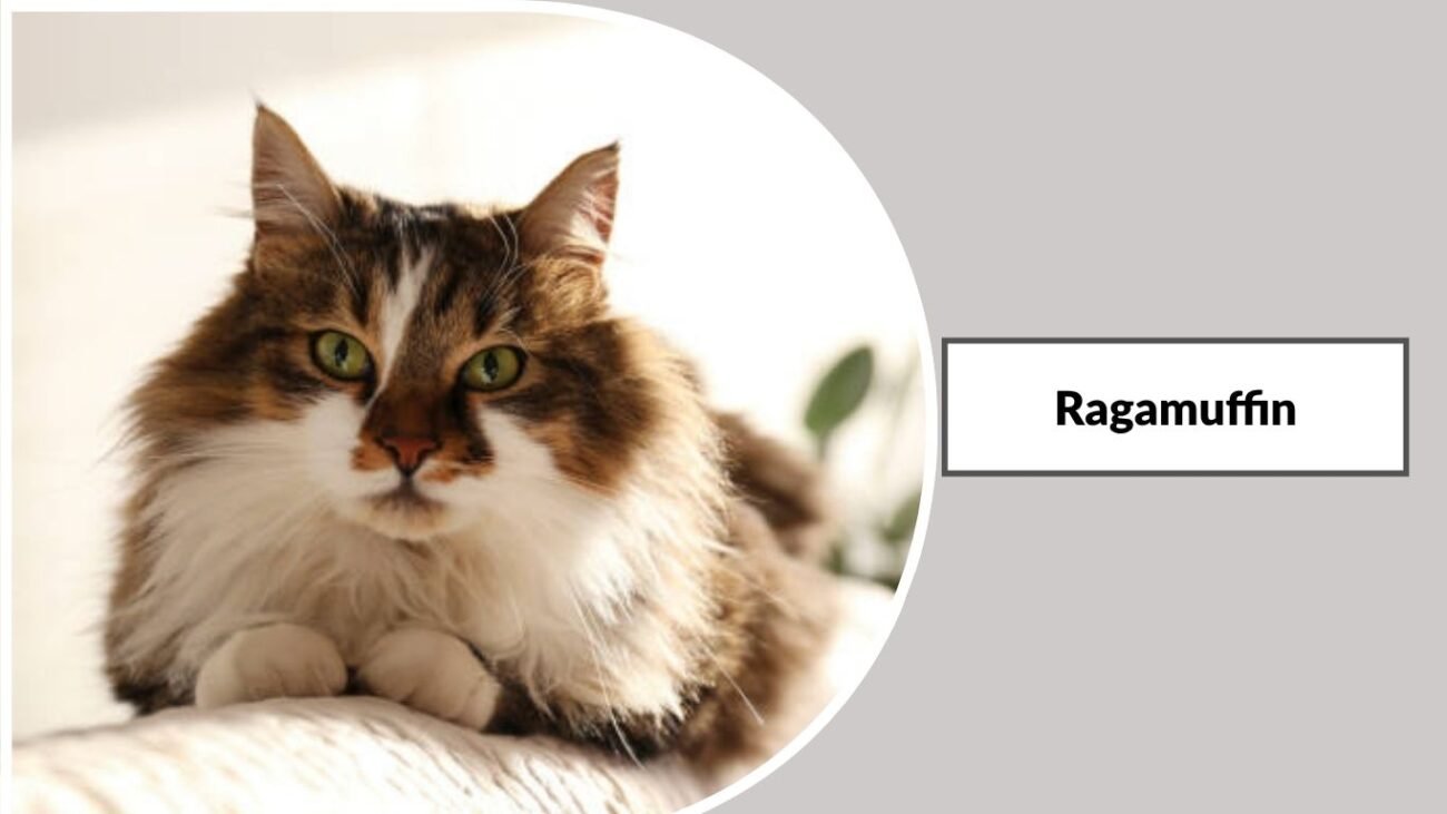 Ragamuffin