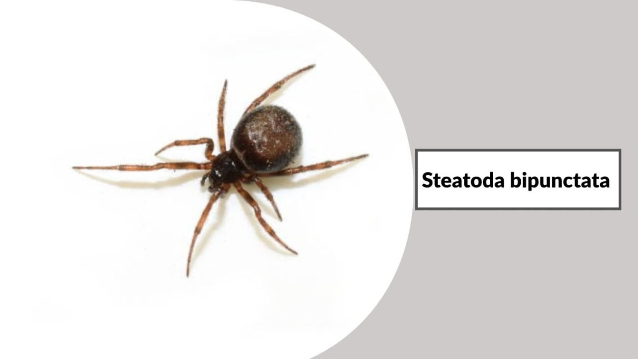 Steatoda bipunctata