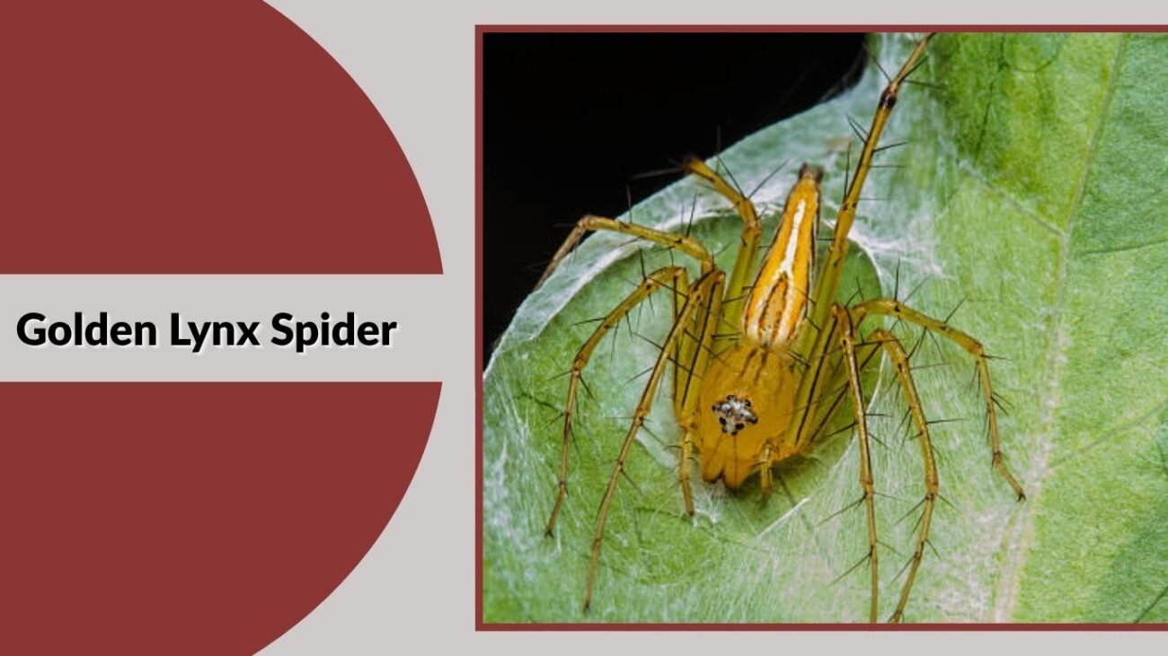 Golden Lynx Spider