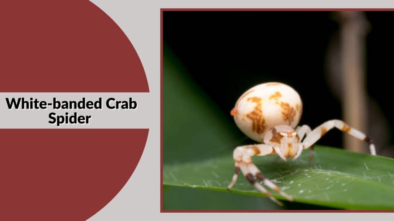 White-banded Crab Spider
