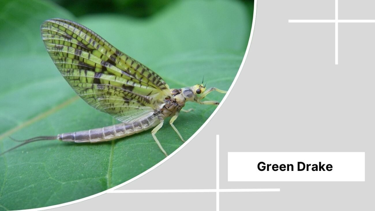 Green Drake