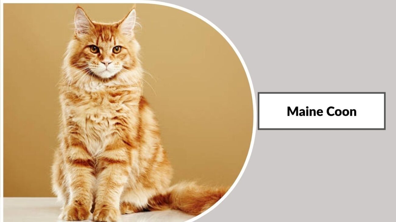 Maine Coon