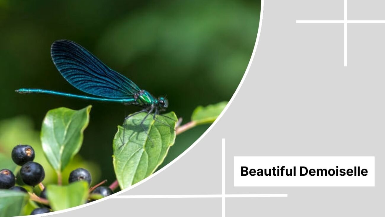 Beautiful Demoiselle
