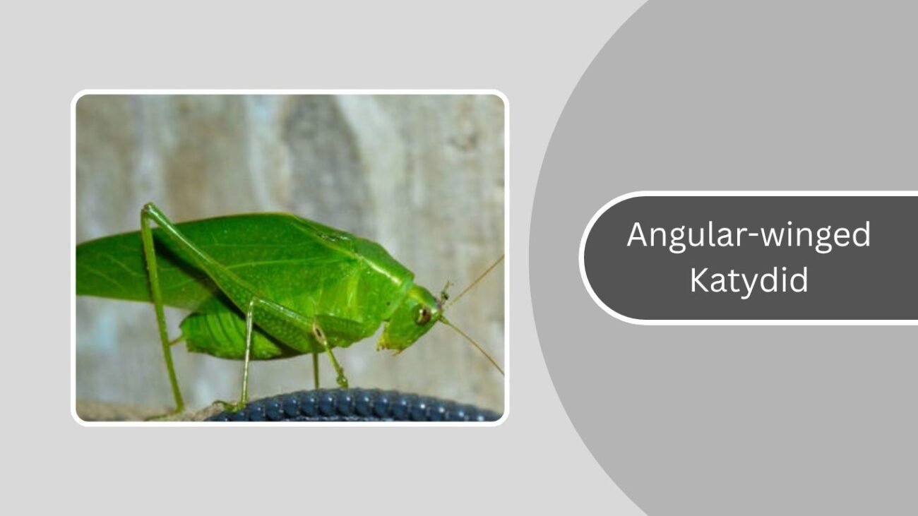 Angular-winged Katydid
