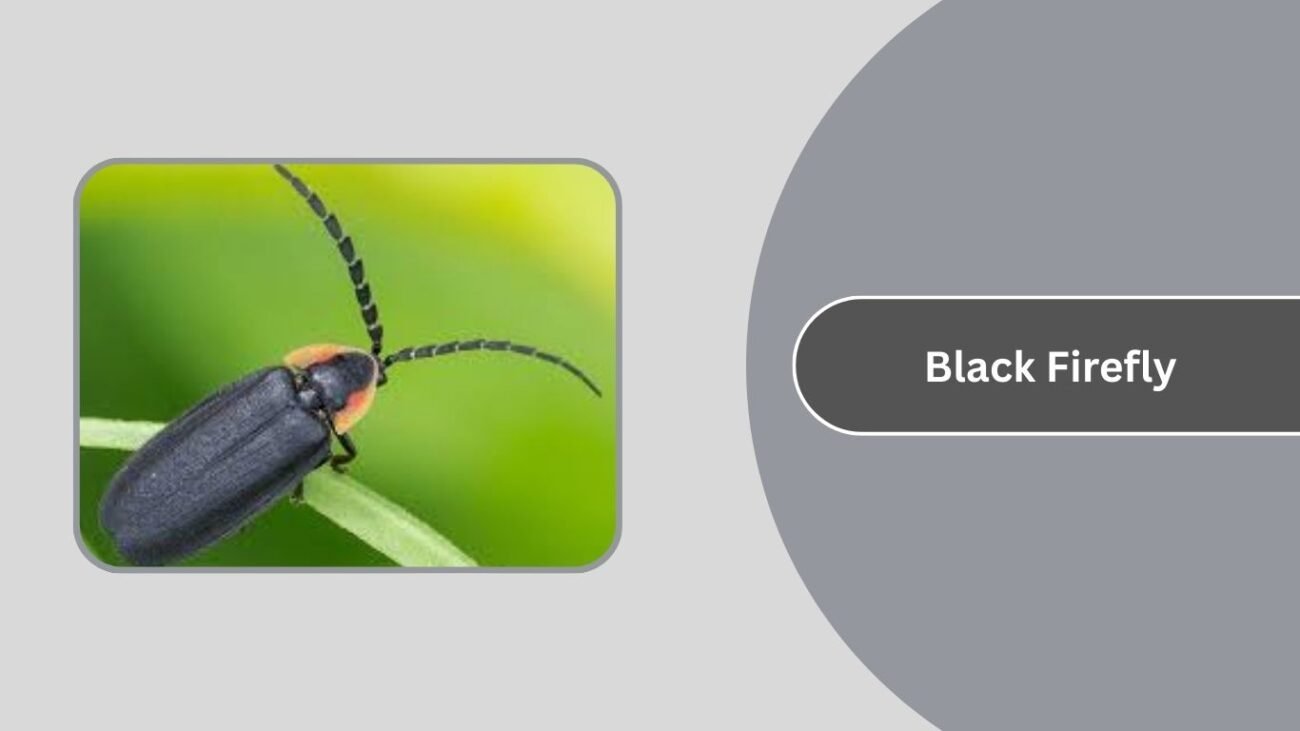 Black Firefly