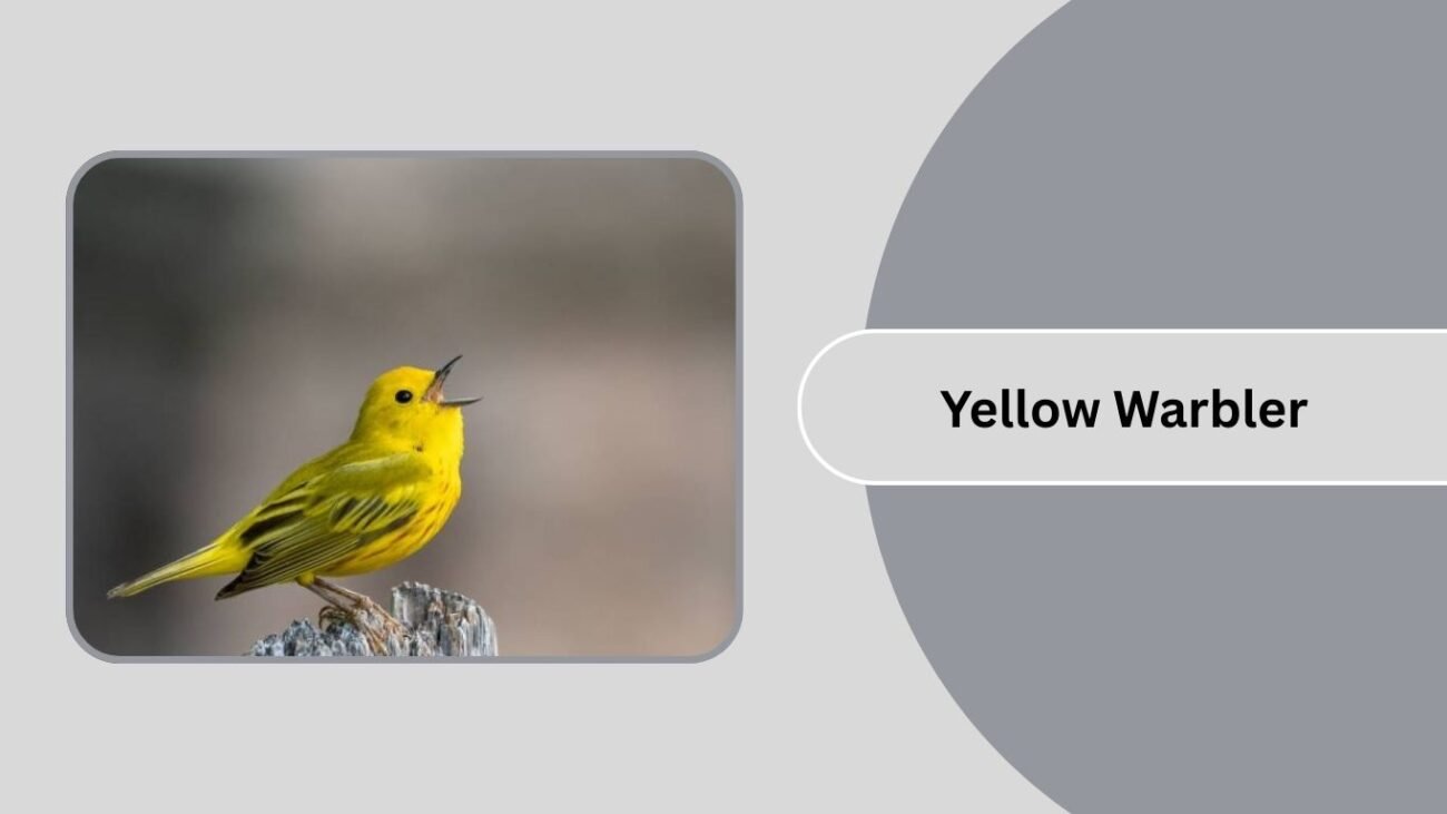 Yellow Warbler