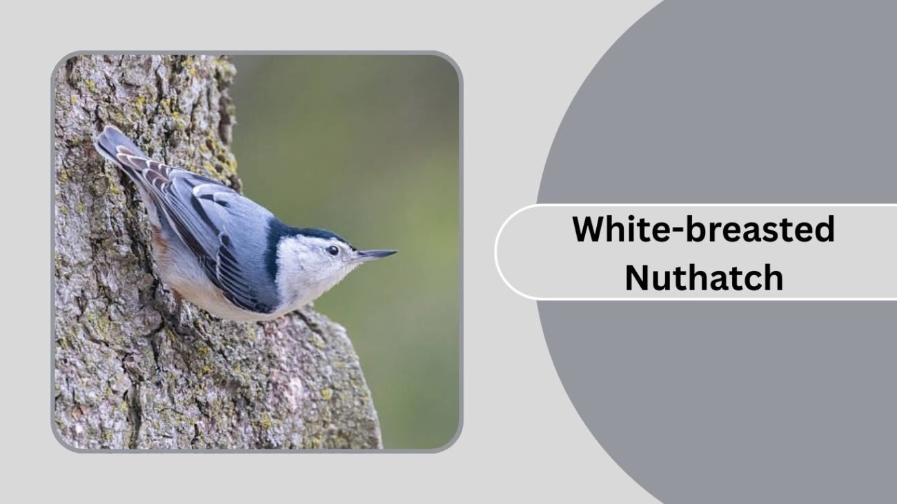 White-breasted Nuthatch