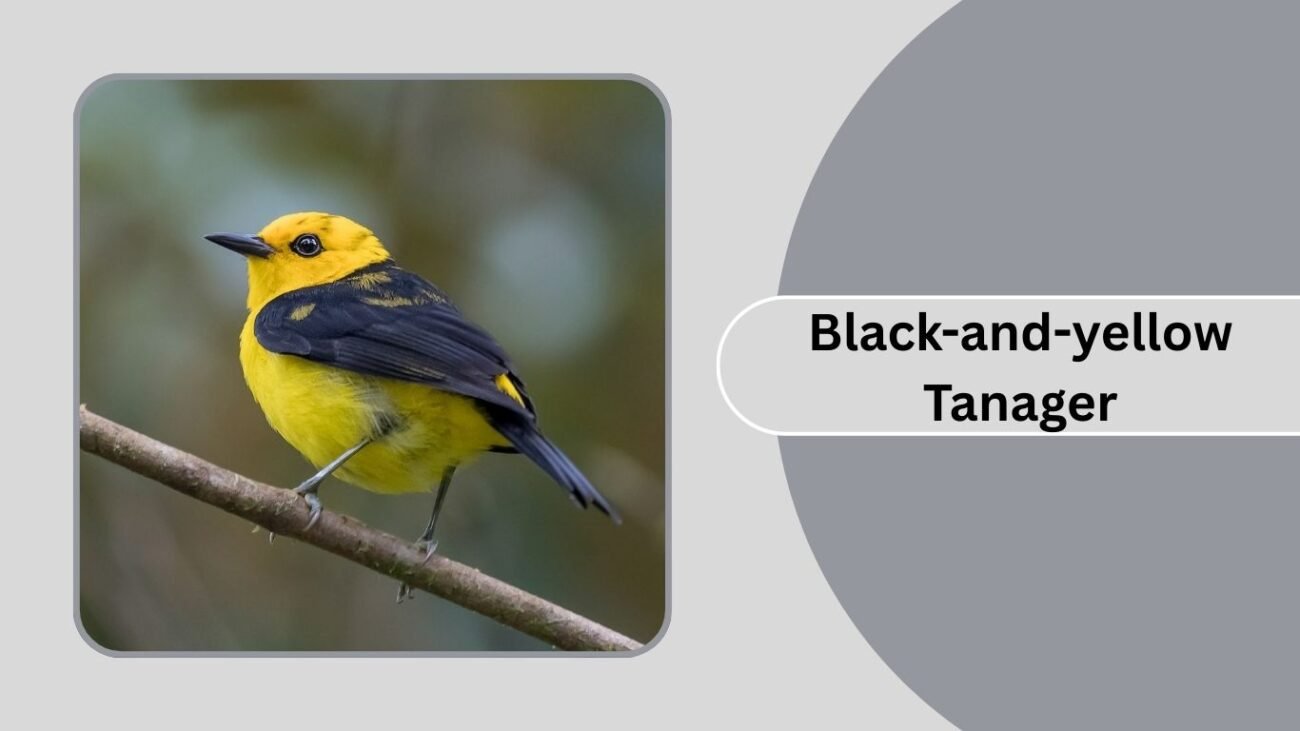 Black-and-yellow Tanager
