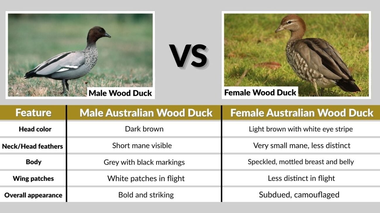 Identification: Male vs Female