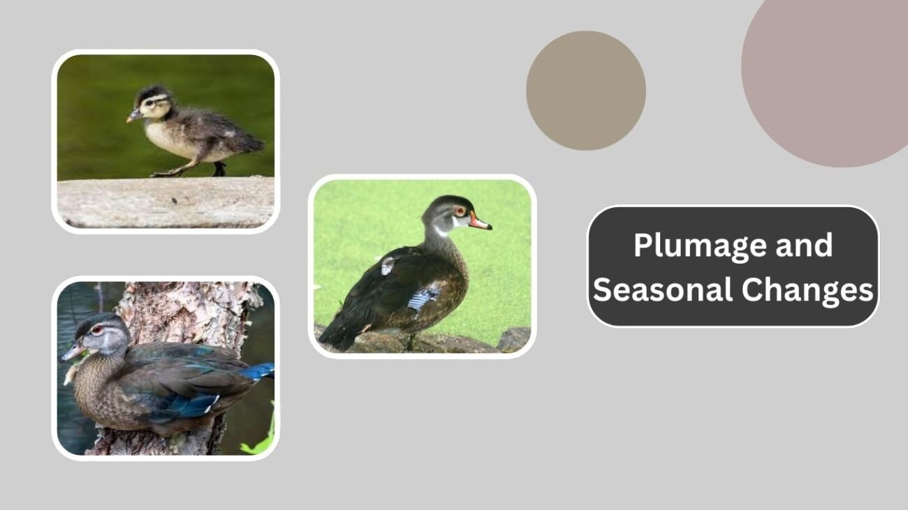 Plumage and Seasonal Changes
