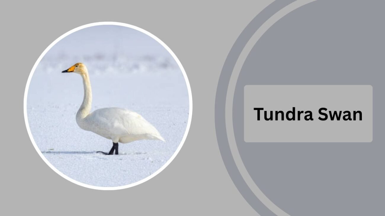 Tundra Swan