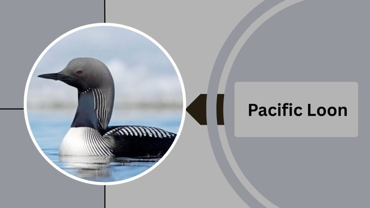 Pacific Loon