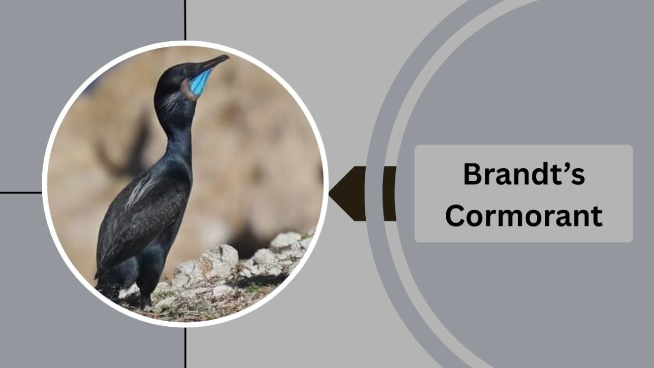 Brandt’s Cormorant