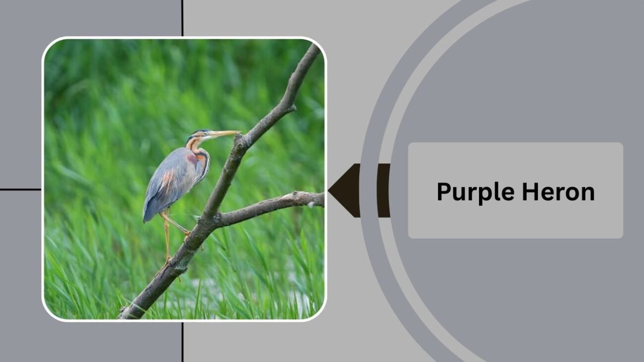 Purple Heron