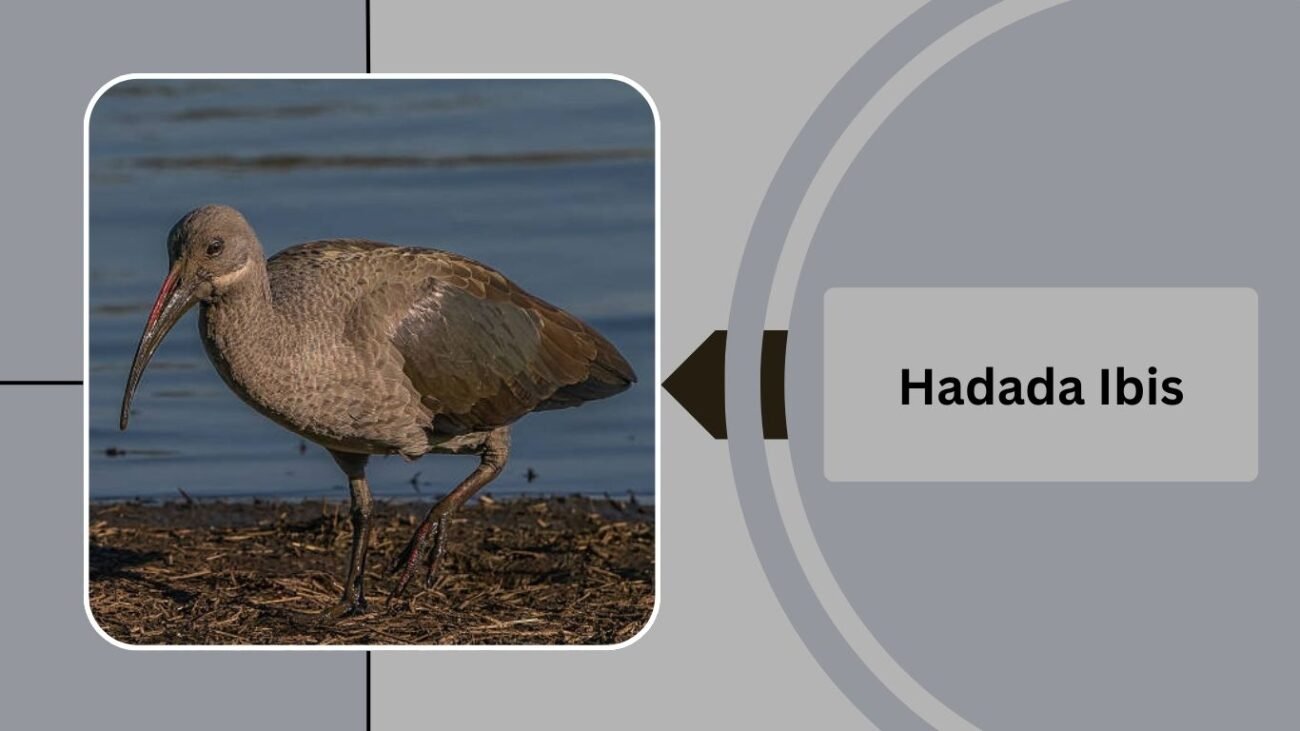 Hadada Ibis 