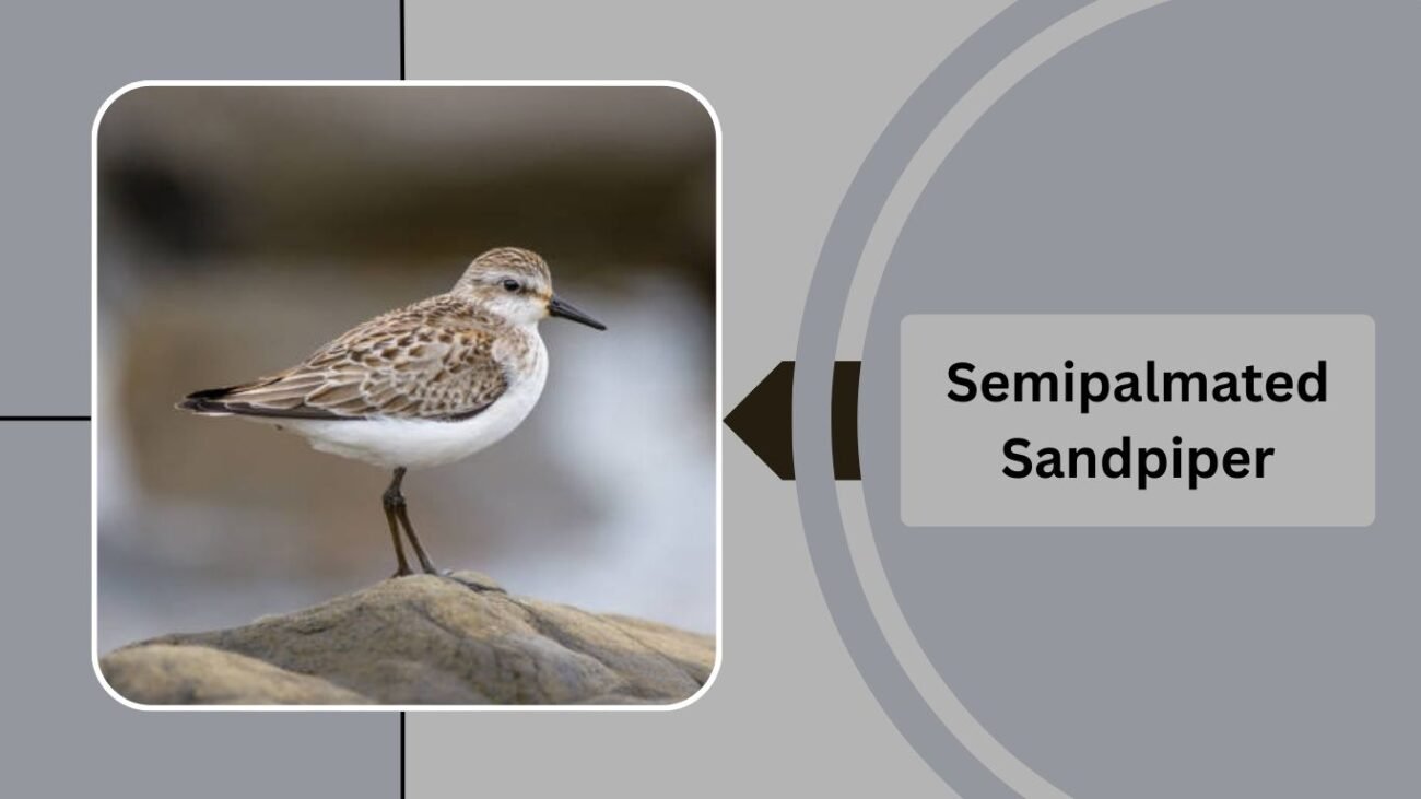 Semipalmated Sandpiper