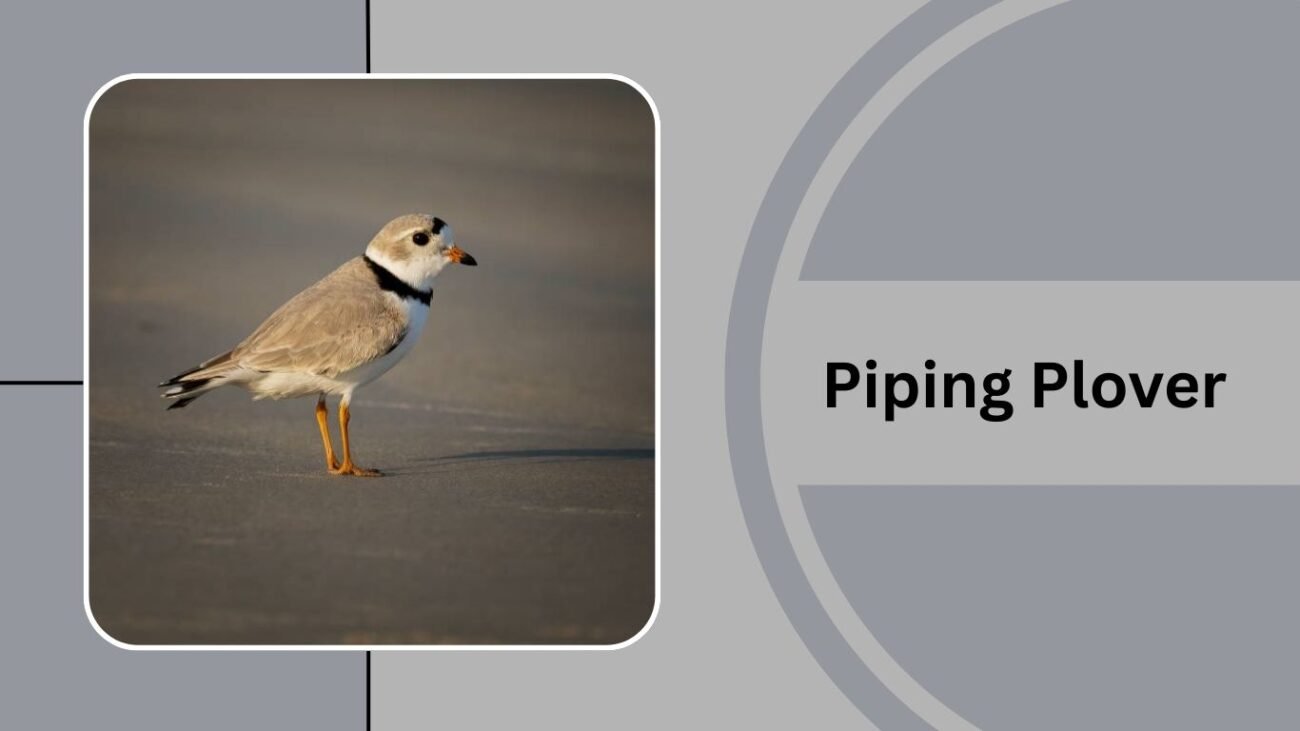 Piping Plover