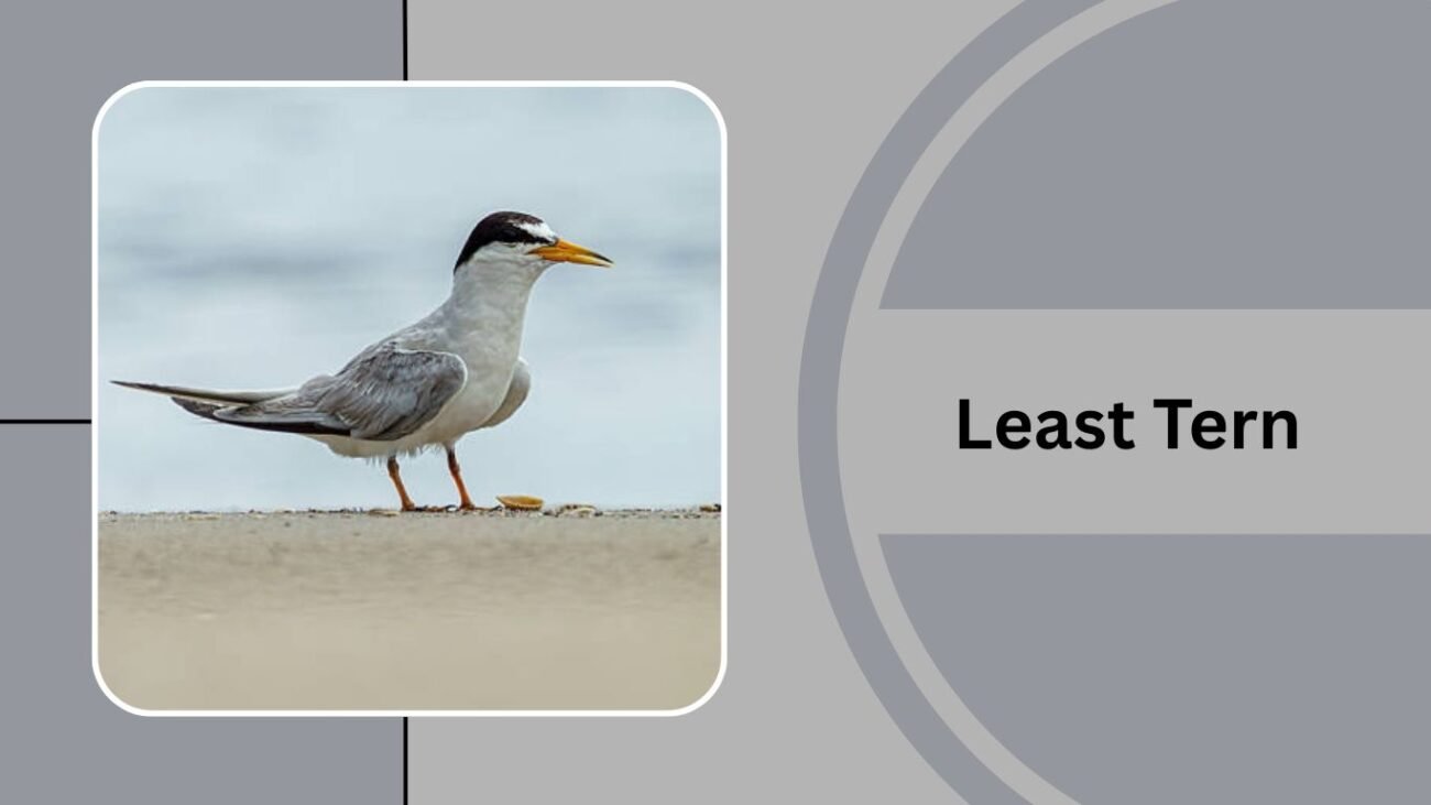 Least Tern