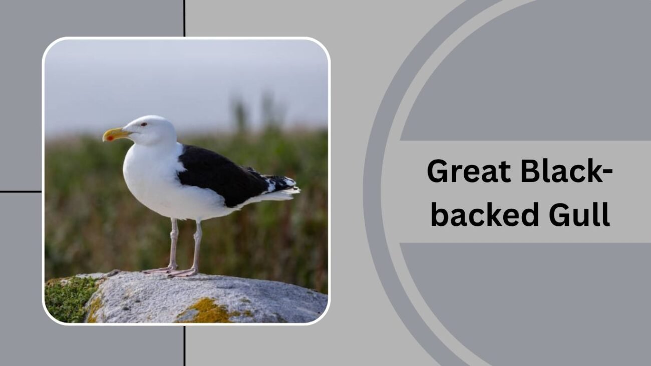 Great Black-backed Gull