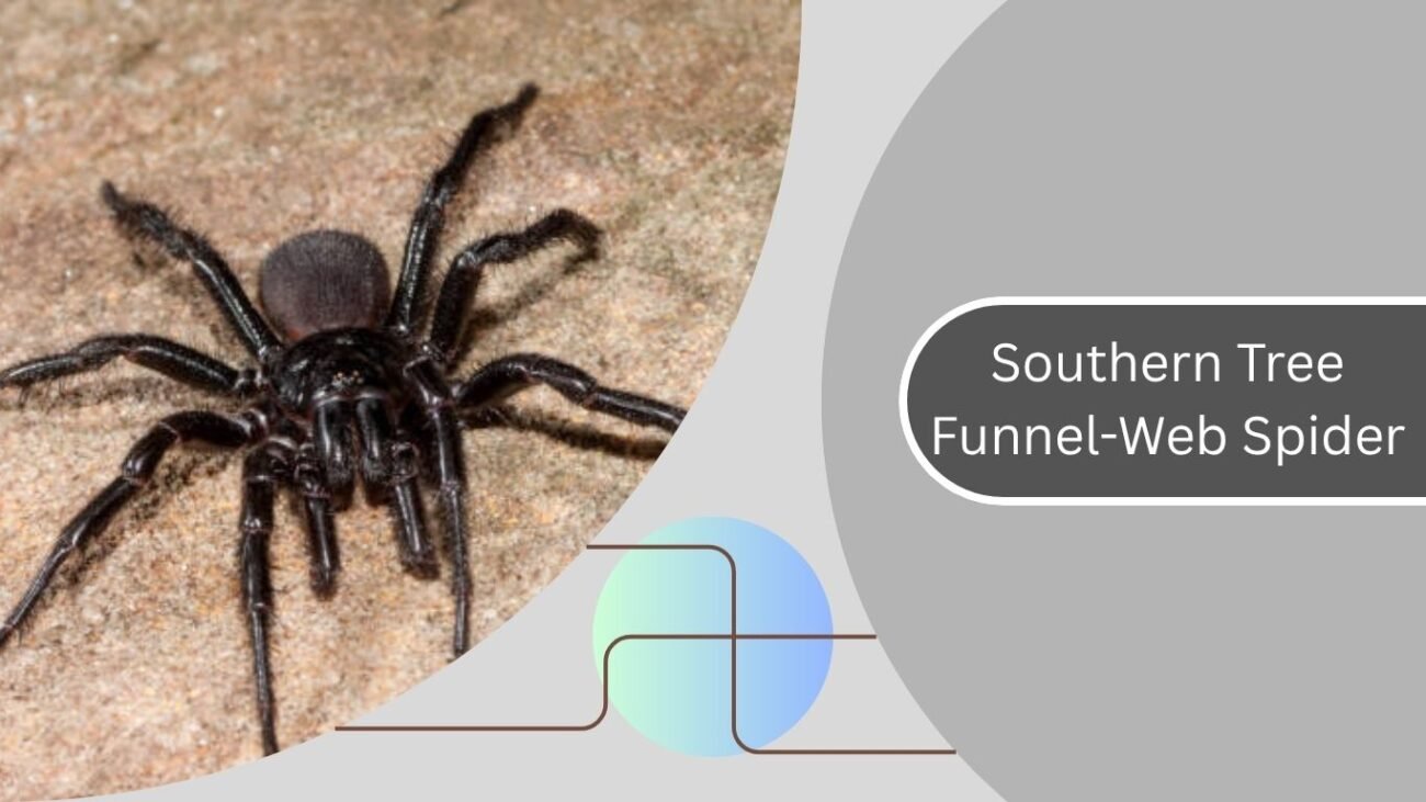 Southern Tree Funnel-Web Spider