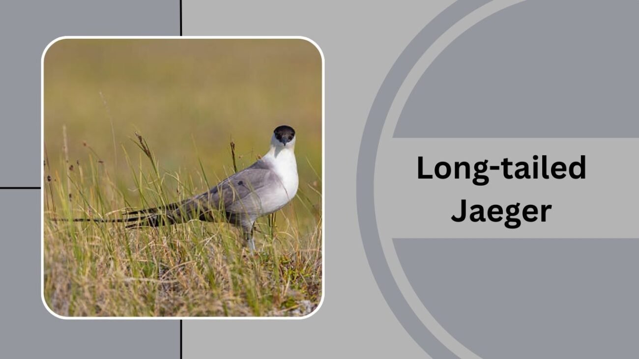  Long-tailed Jaeger
