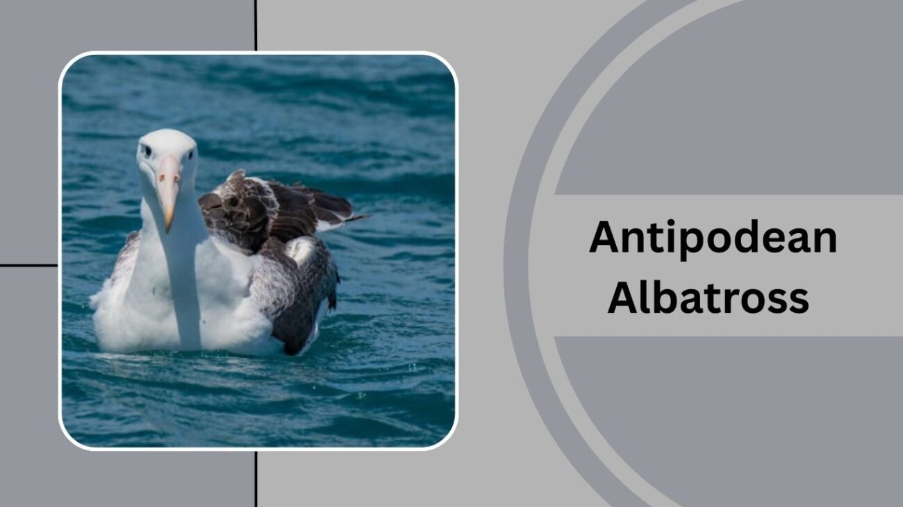  Antipodean Albatross