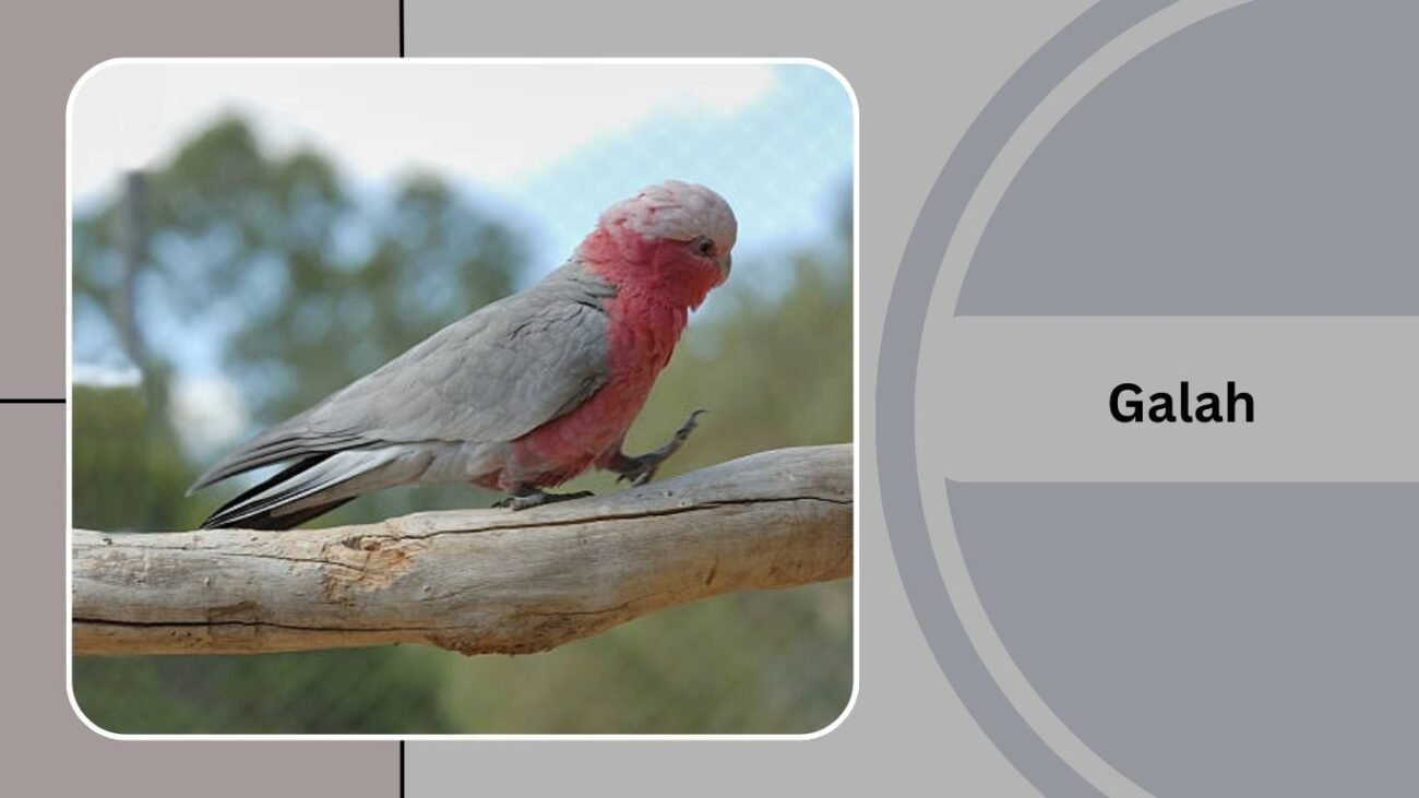 Galah