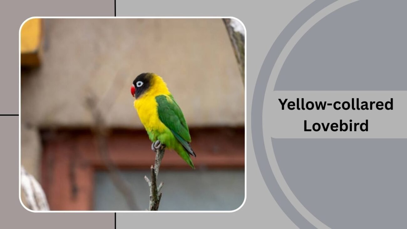 Yellow-collared Lovebird 