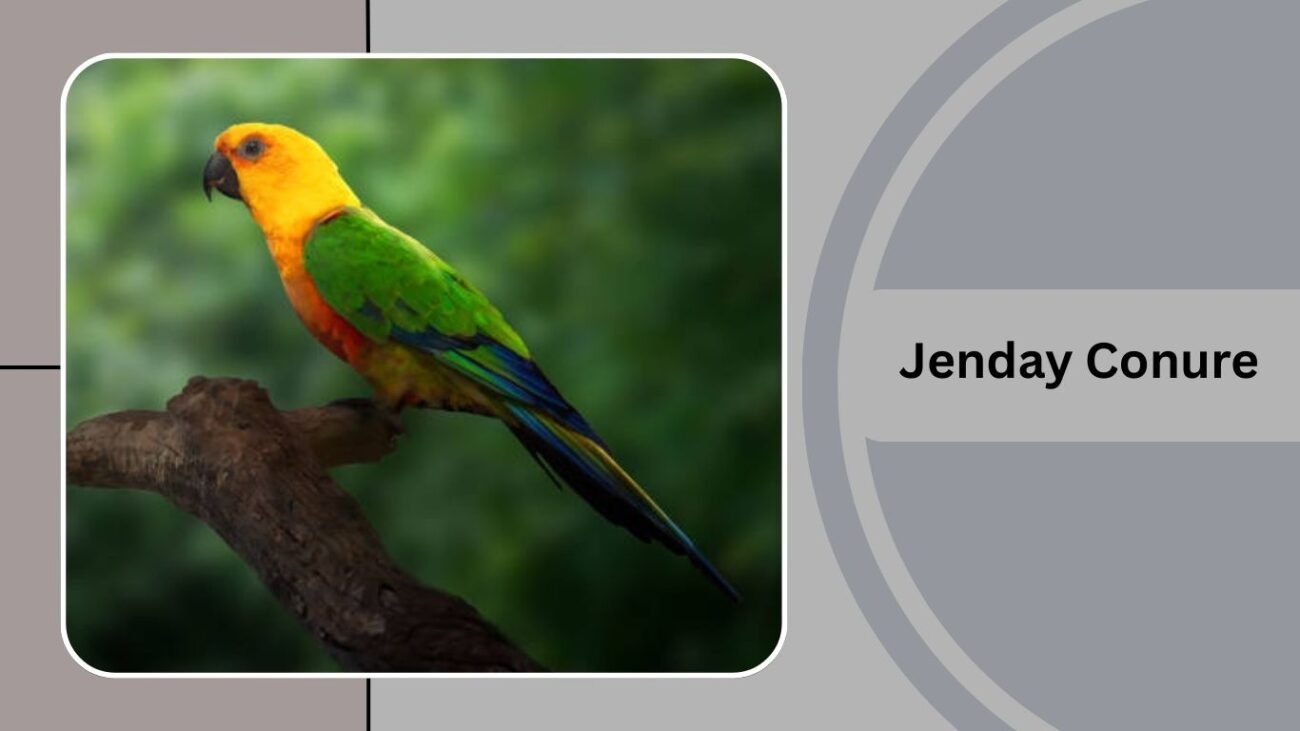  Jenday Conure
