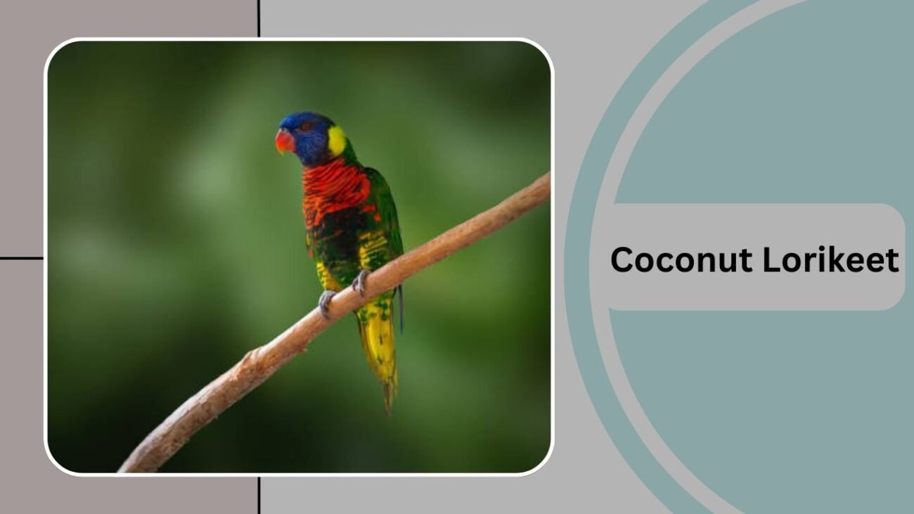 Coconut Lorikeet
