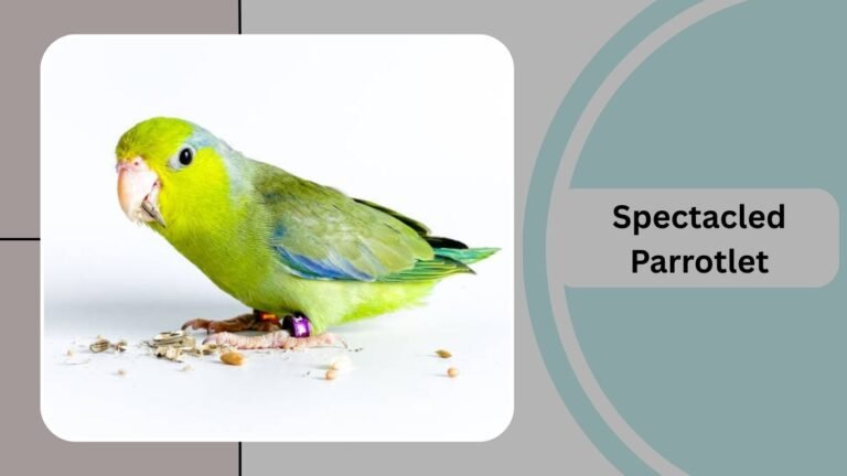 19 Types of Parrotlets: Identification The Tiny Parrots