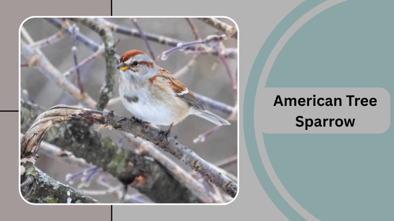 American Tree Sparrow