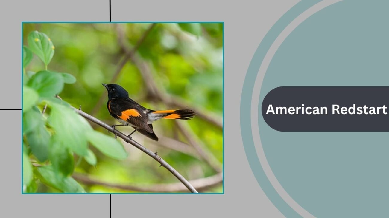 American Redstart