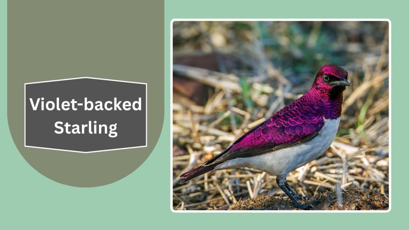 Violet-backed Starling