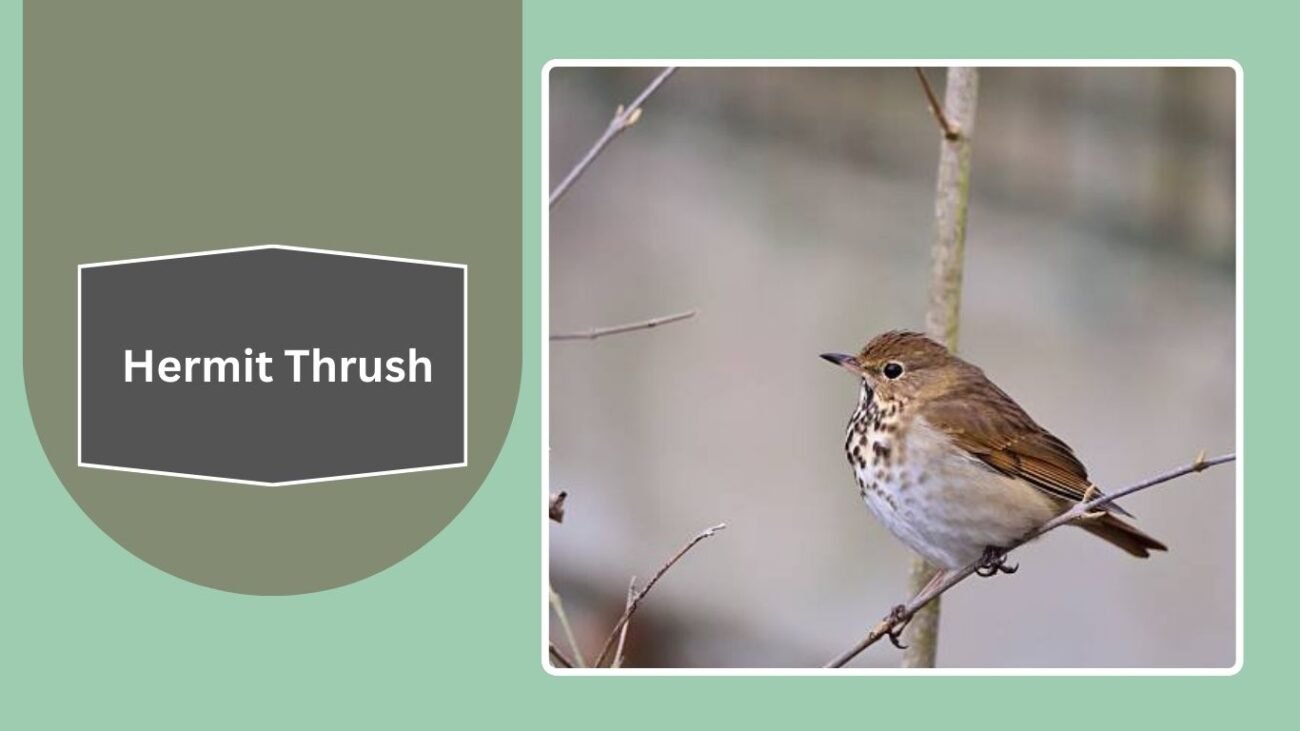 Hermit Thrush