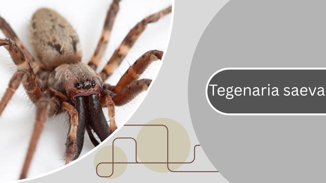 Tegenaria saeva