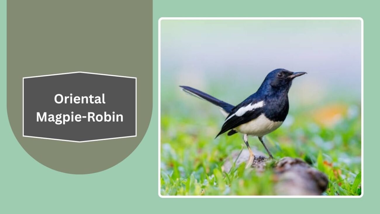 Oriental Magpie-Robin