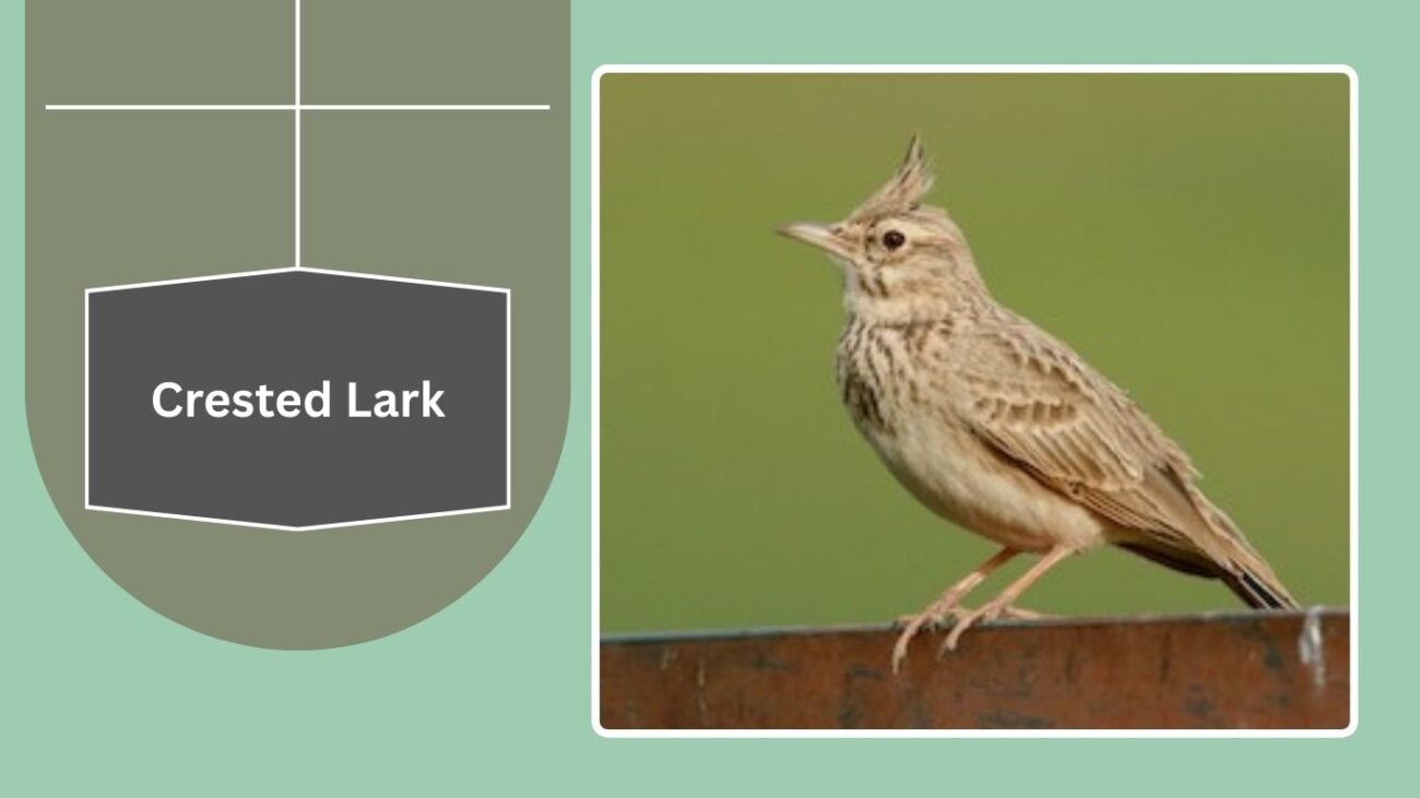 Crested Lark